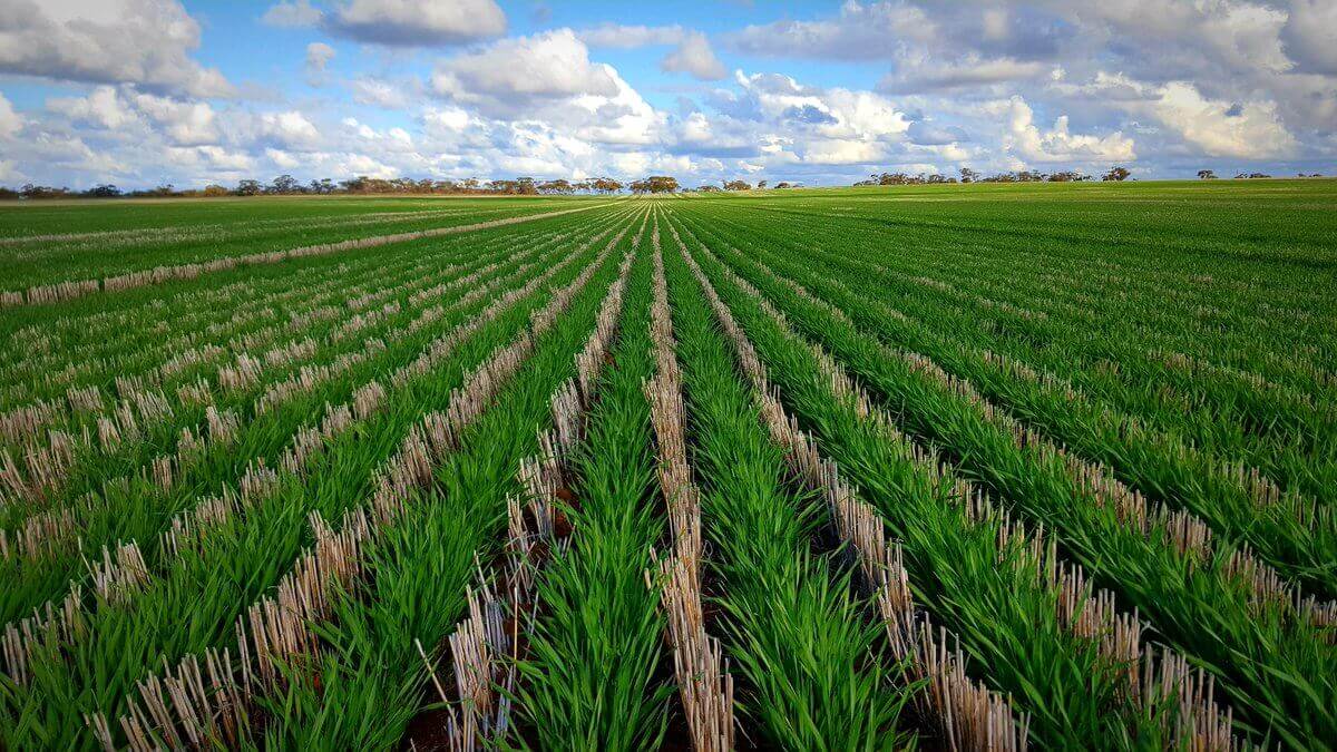 Inter Row Grain